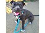 Adopt COSTELLO a American Staffordshire Terrier