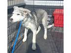 Adopt TONTO a Siberian Husky