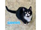 Adopt Gideon a Domestic Medium Hair