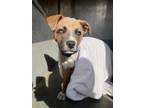 Adopt MISO a Pit Bull Terrier, Mixed Breed