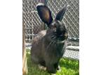 Adopt DAMIEN a Bunny Rabbit