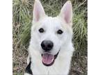 Adopt Riley - ECAS a German Shepherd Dog, Siberian Husky