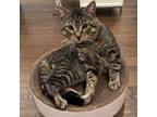 Adopt Maximus a Tabby, Domestic Short Hair