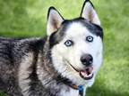 Adopt LOKI a Siberian Husky