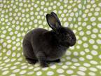 Adopt BLUEZ a Rex, Mini Lop