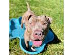 Adopt Gopher a Pit Bull Terrier