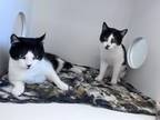 Adopt Cookie & Asher a Domestic Short Hair