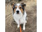 Adopt Weedle a Australian Shepherd, Great Pyrenees