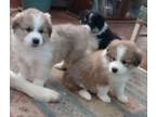 Adopt Courtesy Post (Please call the owner directly) Colorado Mountain Dogs a