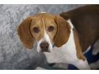 Adopt Jasper a Beagle