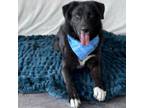 Adopt Ansel a Black Labrador Retriever, Border Collie