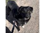 Adopt Ansel a Black Labrador Retriever, Border Collie