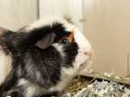 Adopt Mambo a Guinea Pig