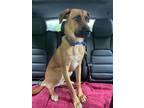 Adopt Alex a German Shepherd Dog