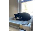 Adopt Parka a Domestic Short Hair