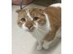 Adopt Lenny a Domestic Short Hair