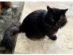 Adopt Bentley: DHM (FCID# 03/18/2024 - 8 Trainer) a Domestic Medium Hair