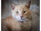 Adopt Chase (FCID# 03/18/2024 - 7 Trainer) a Tabby