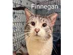 Adopt Finnegan, Willow Grove PA (FCID# 03/12/2024-179) a Tabby, Siamese