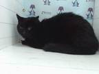 Adopt JELLY a Domestic Short Hair