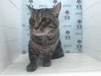 Adopt WOLFIE a Domestic Short Hair