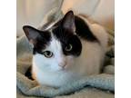 Adopt Jake a Domestic Short Hair