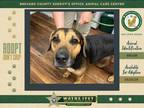 Adopt Tucker a Mixed Breed