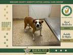 Adopt Mr.Krabs a Mixed Breed