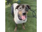 Adopt Peanut a Rottweiler, Catahoula Leopard Dog