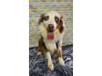 Adopt Jasper a Australian Shepherd