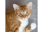 Adopt Goldie a Domestic Short Hair