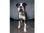 Adopt Paul a Pit Bull Terrier, Mixed Breed