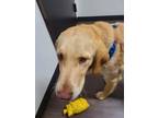 Adopt Waffles-ADOPTED a Golden Retriever, Mixed Breed