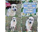 Adopt 2024-03-035 *Duke* a Great Pyrenees, Anatolian Shepherd