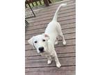 Adopt WALLE a Great Dane, Labrador Retriever