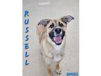 Adopt Russell a German Shepherd Dog, Labrador Retriever