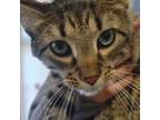 Adopt August--Bonded Buddy With Mars a Domestic Short Hair