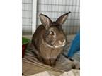 Adopt Bunny a Bunny Rabbit