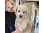 Adopt Olaf a Great Pyrenees, Alaskan Malamute