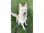 Adopt Kobe a Siberian Husky