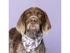 Adopt Hopper a German Wirehaired Pointer, Mixed Breed