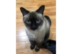 Adopt Fiesty **Courtesy Post** a Siamese