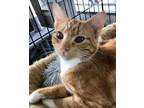 Adopt Marmalade a Domestic Short Hair