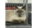 Adopt Elliot a Siamese