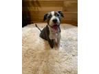 Adopt Shmellow a American Staffordshire Terrier, Mixed Breed