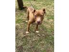 Adopt Wesley a Pit Bull Terrier