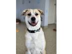 Adopt Parker a Mixed Breed