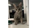 Adopt Veno a Domestic Short Hair