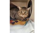 Adopt Barney a Domestic Short Hair