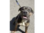 Adopt Rooster a Great Dane, Pit Bull Terrier